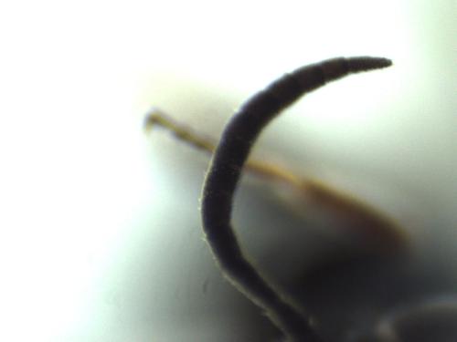 Hedychridium femoratum
